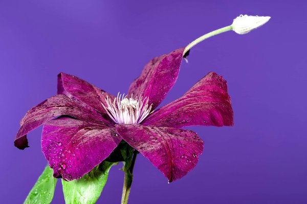 L'histoire des All Star Games