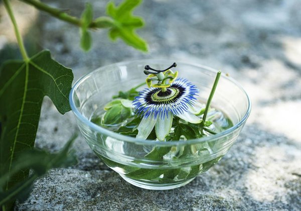 Les clubs de foot et leurs supporters les plus fervents